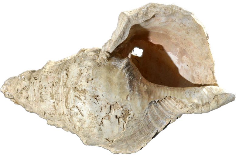 Marsoulas Conch Shell