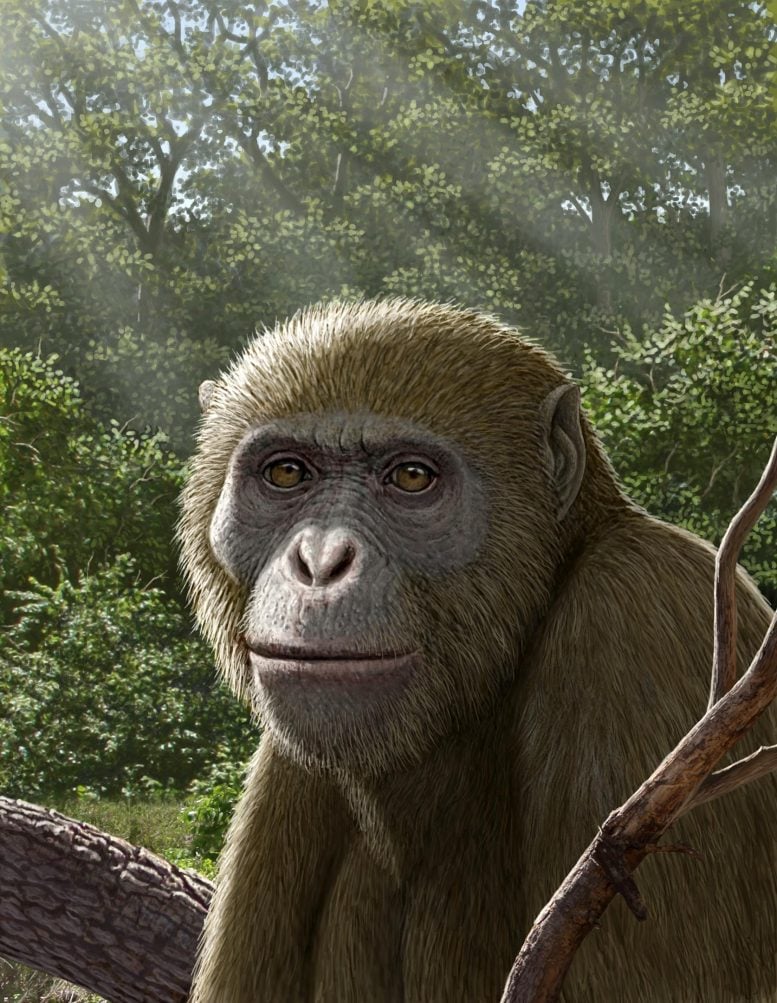 This Ancient Ape Fossil Could Change Where Humans Came From