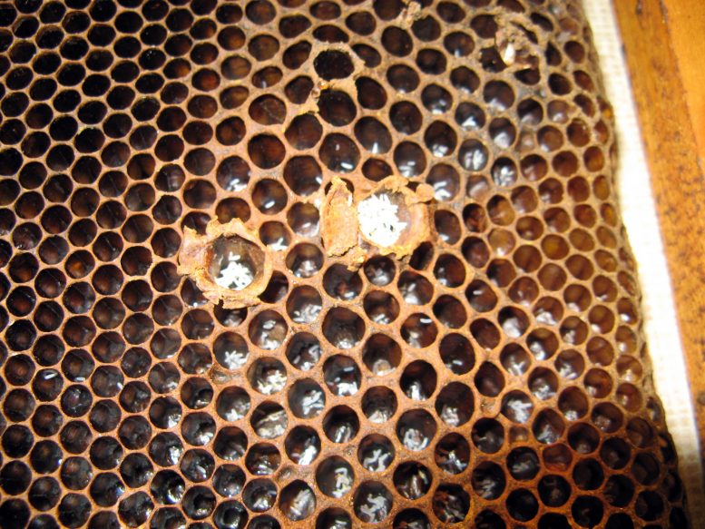 Masses of Parasitic Eggs Dying Honey Bee Colony