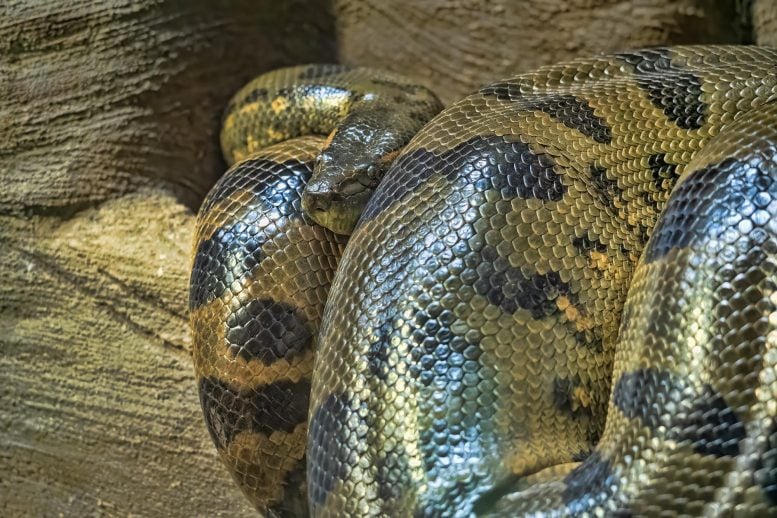 Giant Anacondas Hit Maximum Size 12 Million Years Ago and Never Changed