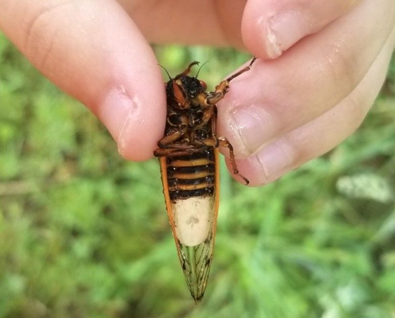 Massospora Cicada