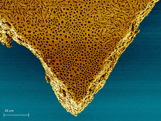 Material Scientists Develop Membrane that Responds to Solvent Vapor