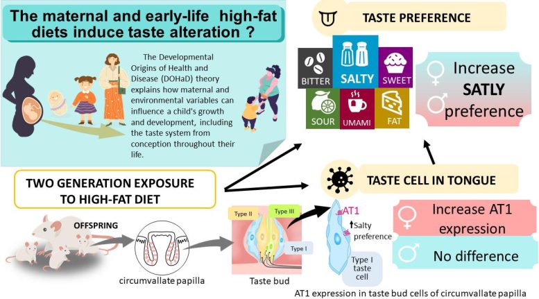 Maternal and Early Life High Fat Diets Result in a Taste for Salty Food Infographic