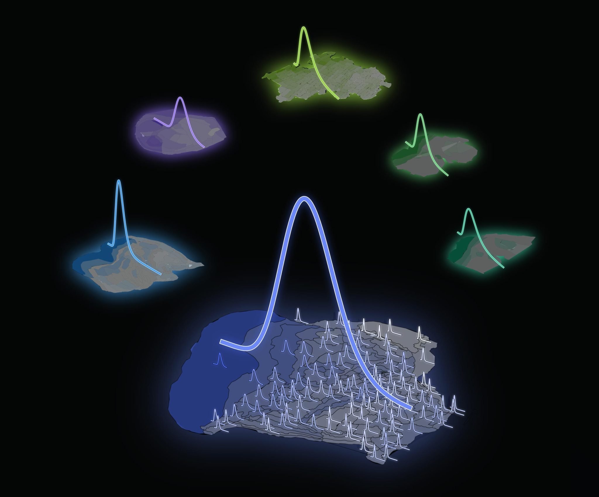 The mathematical rule behind the distribution of neurons
