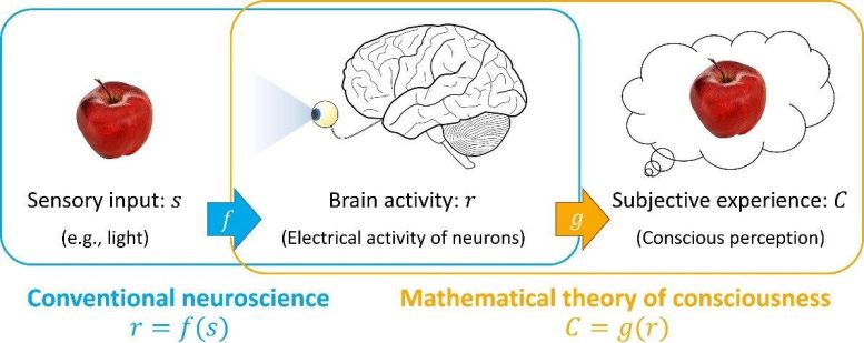 Mathematical Theory of Consciousness