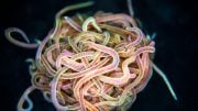 Unraveling the Mathematics Behind Wiggly Worm Knots