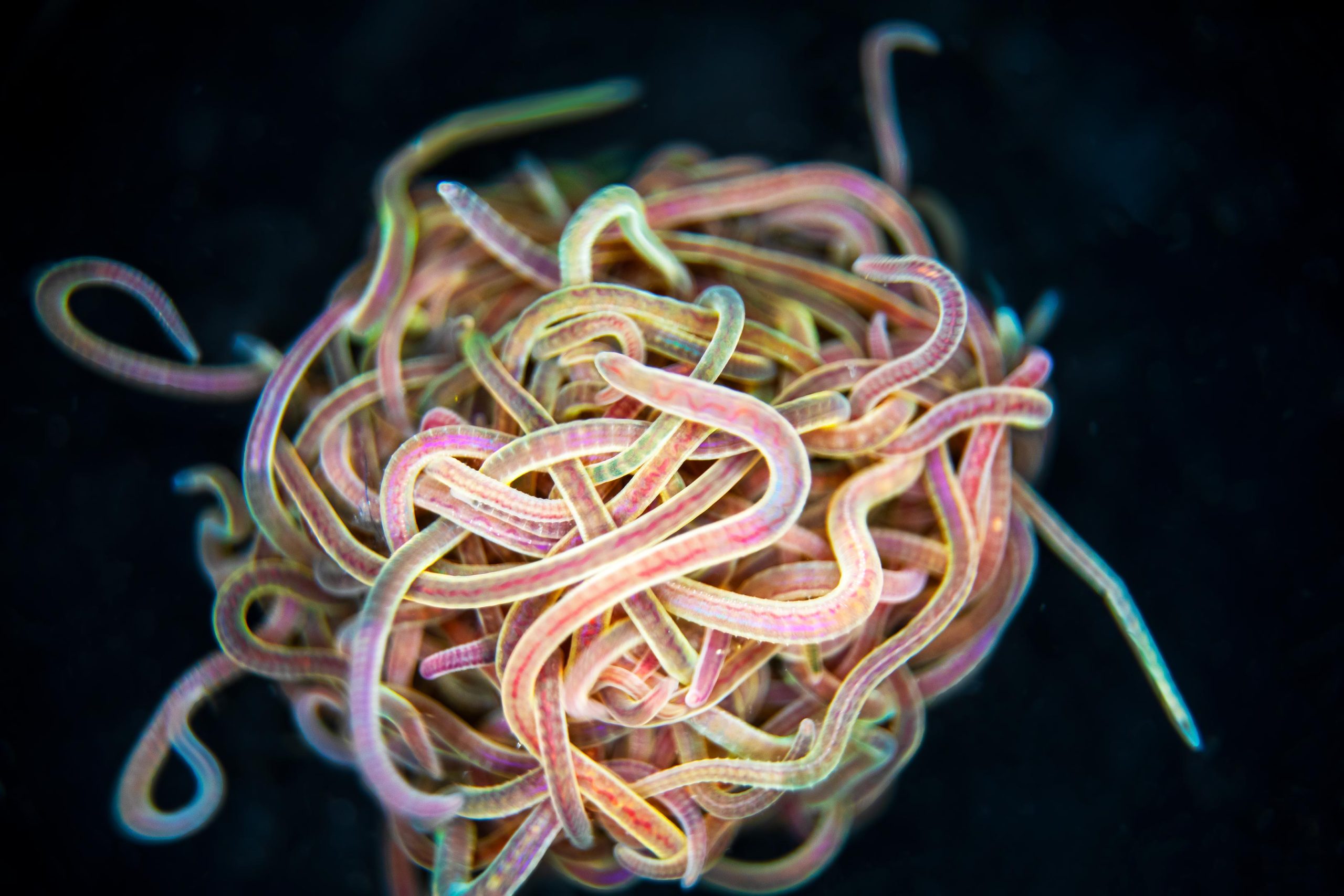 Knotty by Nature: Blackworms and the Secrets of Rapid Untangling