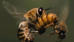 Mating Honeybees