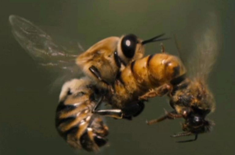 Male Honeybees Inject Queens With Blinding Toxins During Sex 3843