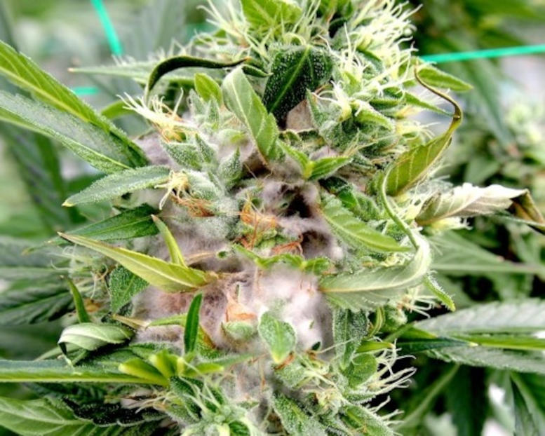 Mature Cannabis Inflorescences Exhibit a Large Floral Structure