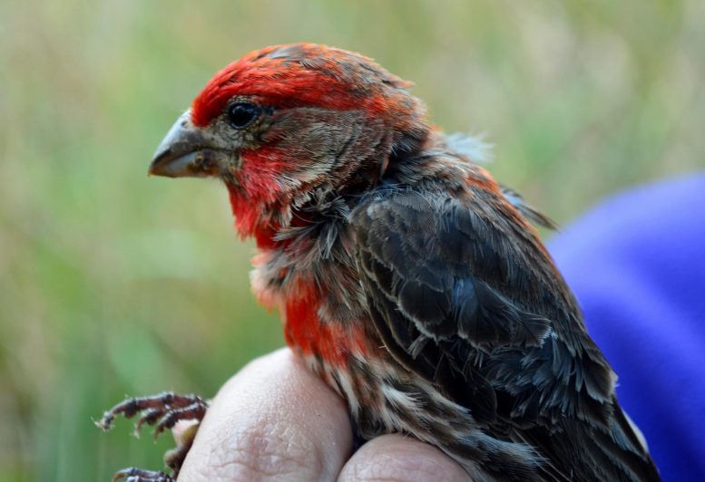 Maui Forest Bird