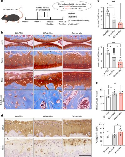 Mitochondrion visual data 6