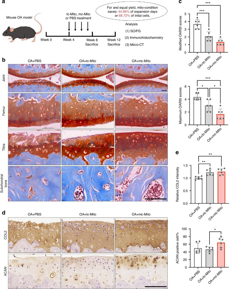 Mc Mitochondria Exhibit Superior Performance for In Vivo Mitotherapy