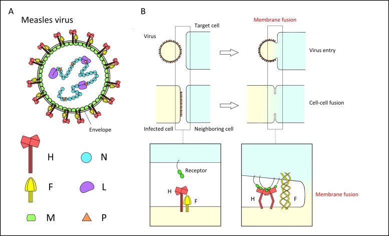 The Measles Virus Structure and the Function of F Protein