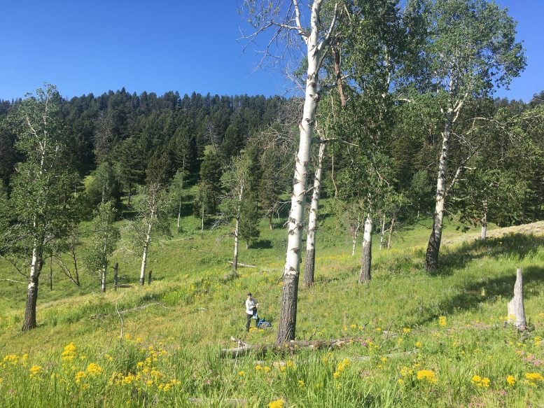 Measuring Aspen in Yellowstone National Park