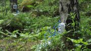Measuring Greenhouse Gas Emissions in Trees
