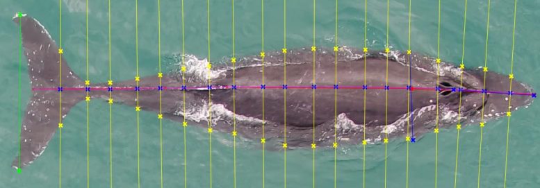 Measuring Humpback Whales