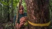 Measuring Tree Diameters Panama