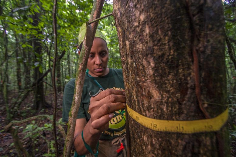 Measuring Tree Diameters Panama
