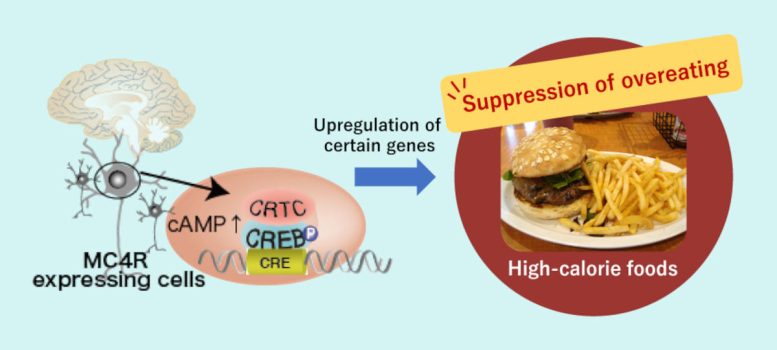 Meccanismo mediante il quale il coattivatore di trascrizione regolato da CREB 1 (CRTC1) sopprime l'eccesso di cibo