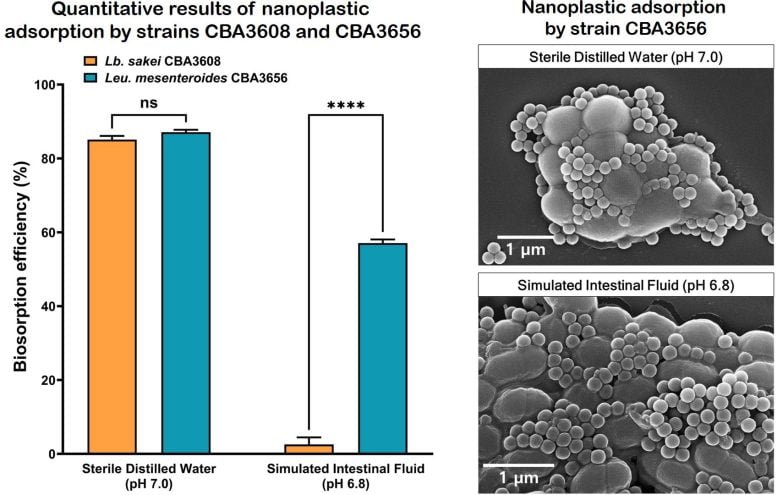Mechanism of nanoplastic biosorption by kimchi lactic acid bacteria