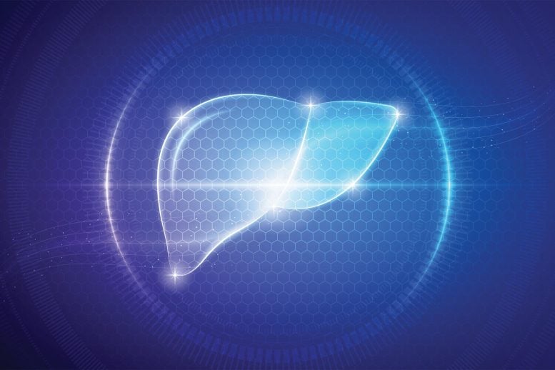 Medical Hologram Human Liver