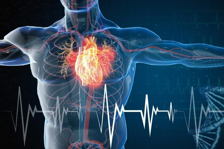 Medical Male Anatomy Heart Attack Cardiovascular Disease