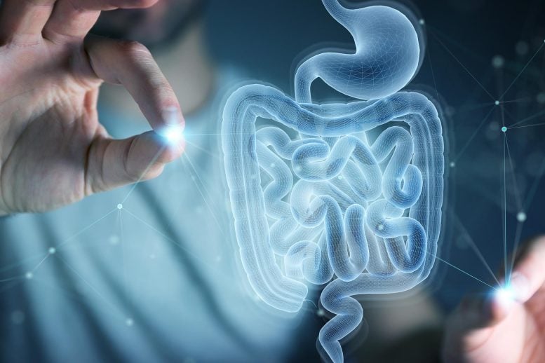 Medical Scan Human Intestines Digestive System Hologram Technology