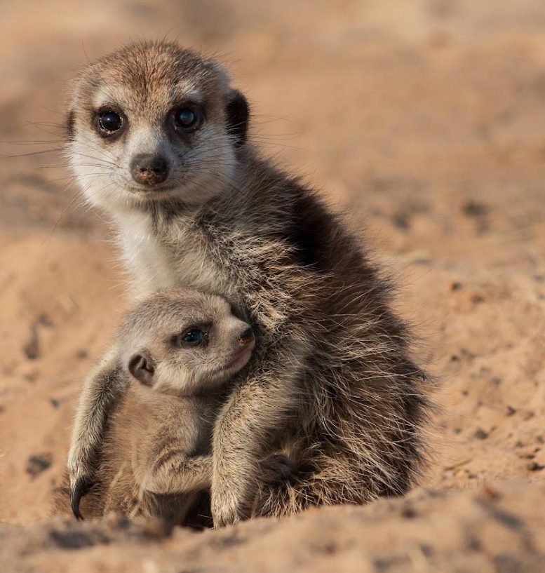 Meerkat Adult and Baby