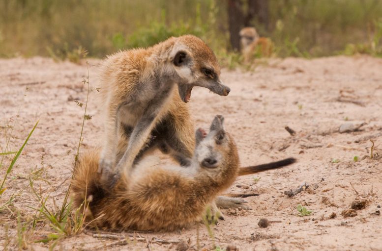 Meerkat Fight