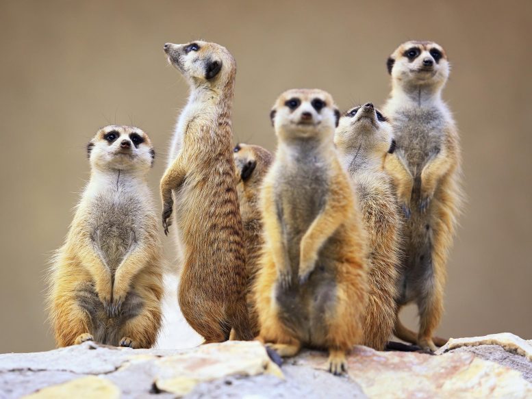 Meerkat Gang