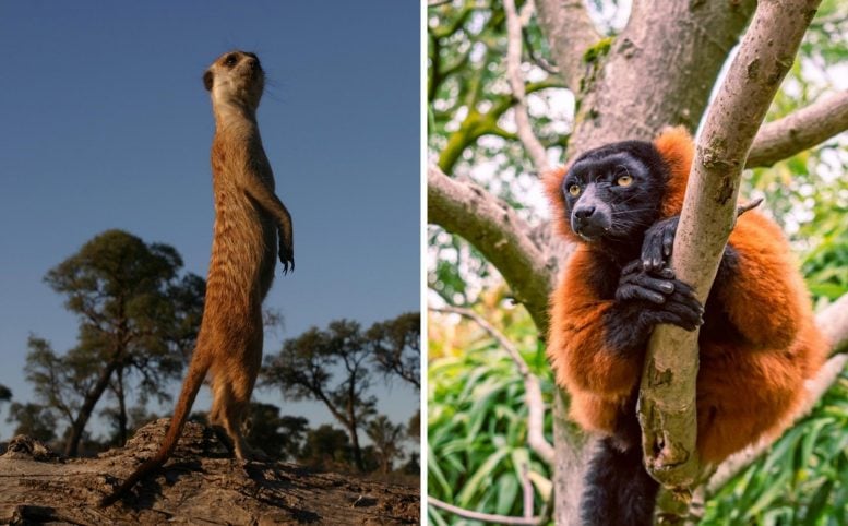 Meerkat / Red-Ruffed Lemur