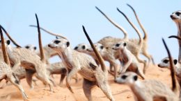 Meerkat War Dance