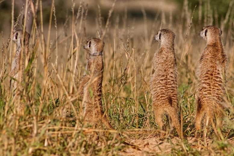 Meerkats Standing