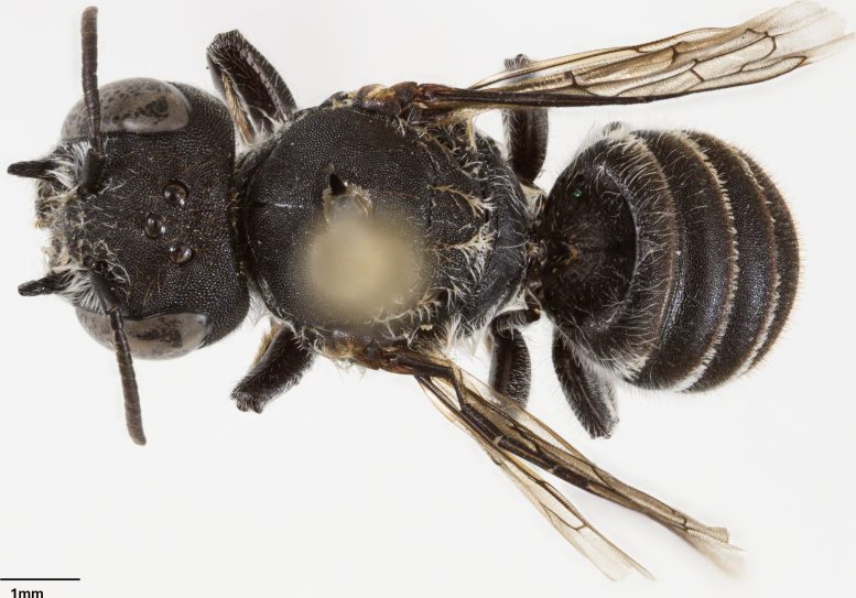 Megachile Lucifer, Female