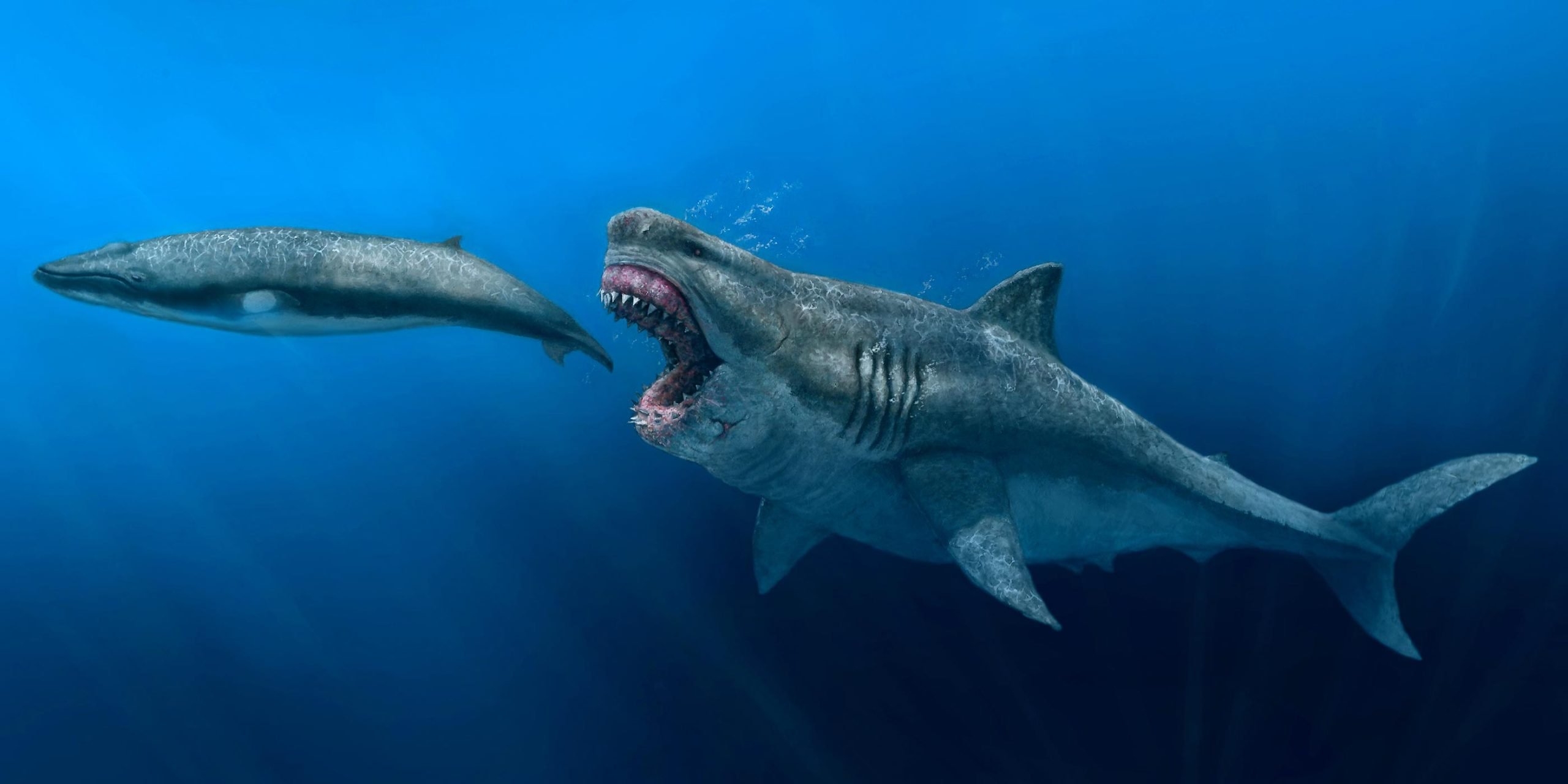 Megalodon – The Largest Shark That Ever Lived – Could Eat Prey the Size of  Entire Killer Whales