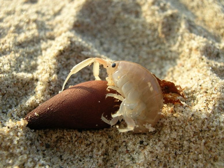 Megalorchestia corniculata