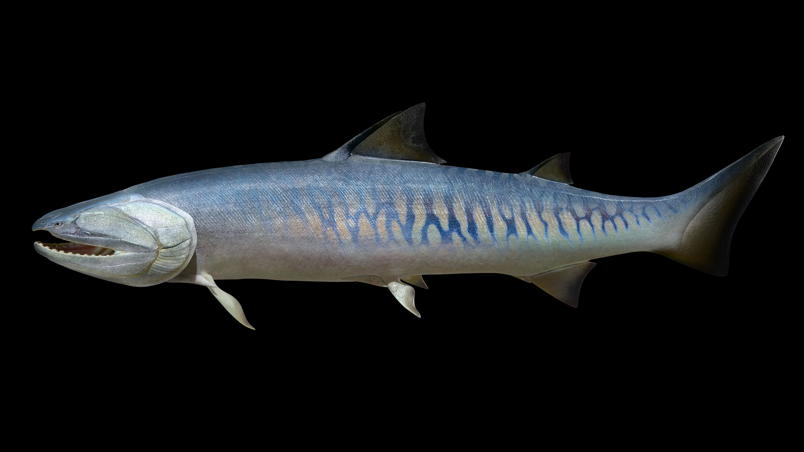 Megamastax-Amblyodus.jpg