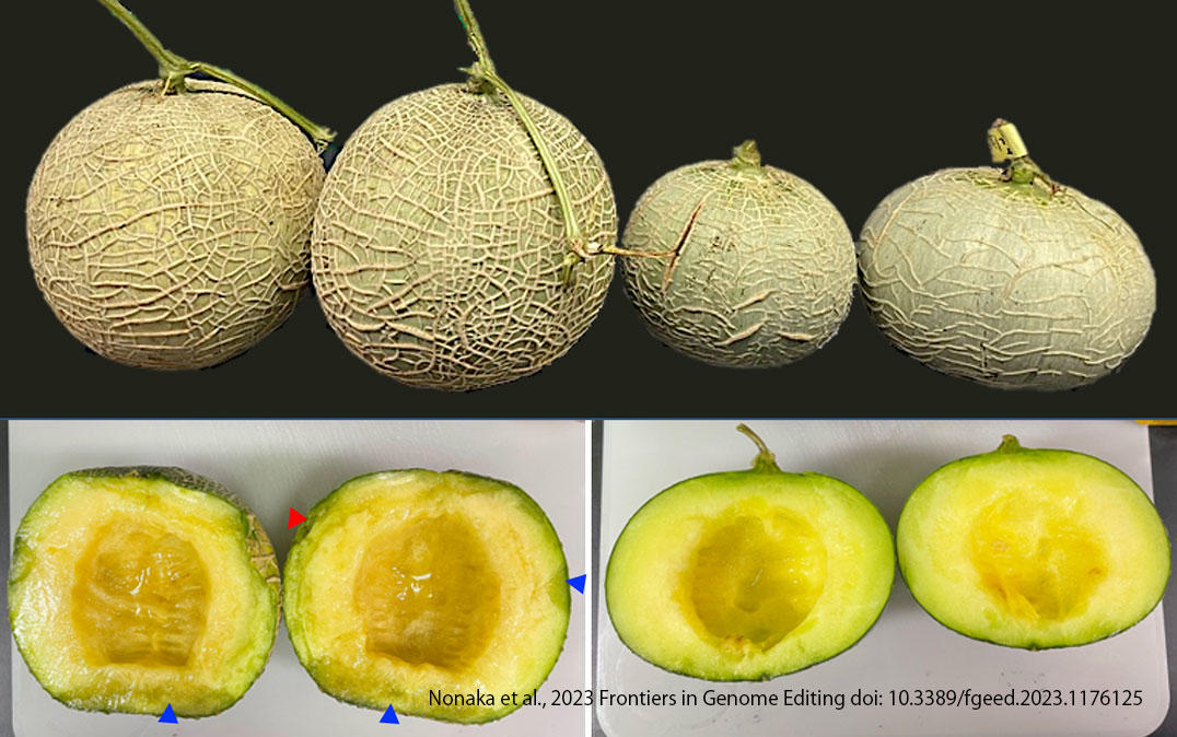 Scientists Use Gene Editing To Create a Better Melon