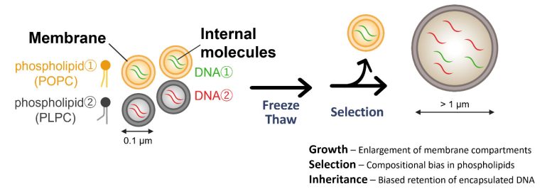 Membrane Compartments Freeze Thaw Demonstration