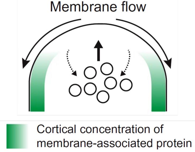 Membrane Flow Cell Biology