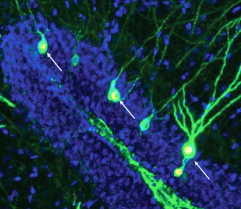 Memory-Storing Neurons in Mouse Hippocampus