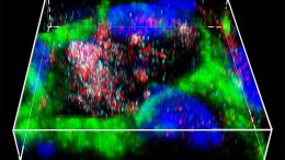 Mesenchymal Stem Cell-Derived Exosomes Aid Recovery from Spinal Cord Injury