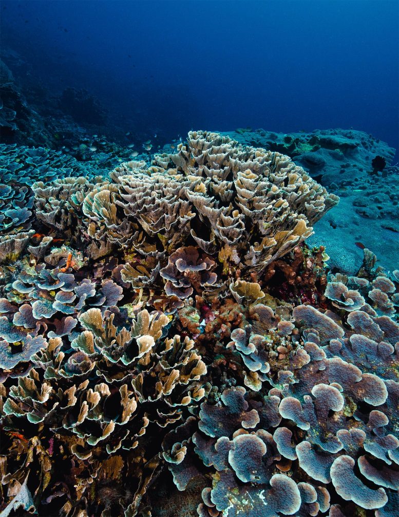 Mesophotic Reef