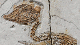 Mesozoic Bird Fossil Skeleton Reconstruction