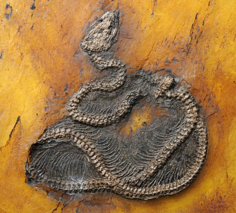 Messelopython freyi Fossil