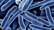 MetaCherchant Software Reveals New Cause of Antibiotic Resistance