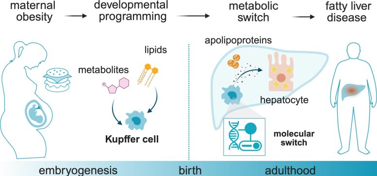 Metabolites From the Mother