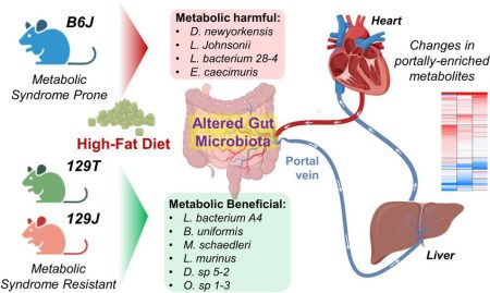 Harvard Study Unlocks New Potential Treatments for Diabetes and Obesity