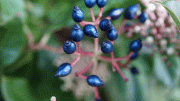 Metallic Blue Fruits